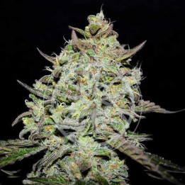 Semillas feminizadas de marihuana Lemon Gazzy de Delicious Seeds