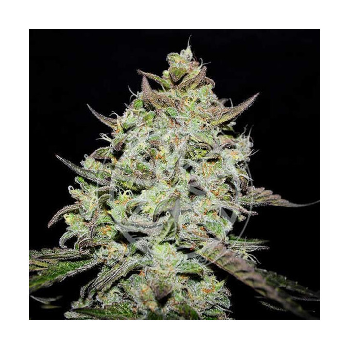 Semillas feminizadas de marihuana Lemon Gazzy de Delicious Seeds