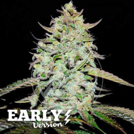 Semillas feminizadas de marihuana Lemon Gazzy Early Version de Delicious Seeds