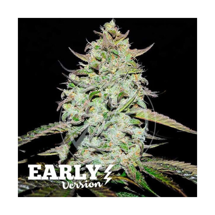 Semillas feminizadas de marihuana Lemon Gazzy Early Version de Delicious Seeds
