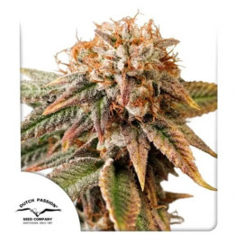 Semillas autoflorecientes de marihuana Kingston Punch Auto de Dutch Passion