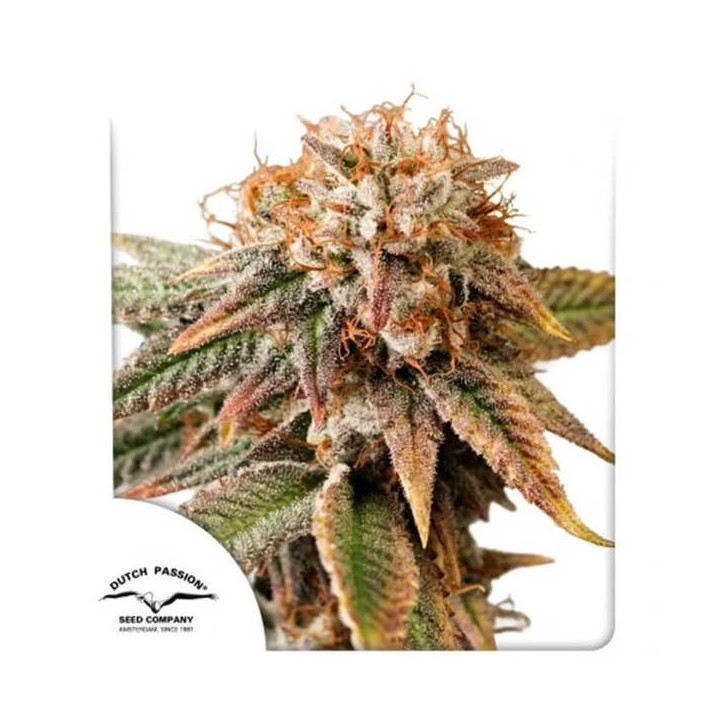 Semillas autoflorecientes de marihuana Kingston Punch Auto de Dutch Passion