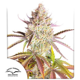 Semillas feminizadas de marihuana Fruit Bomb Punch de Dutch Passion