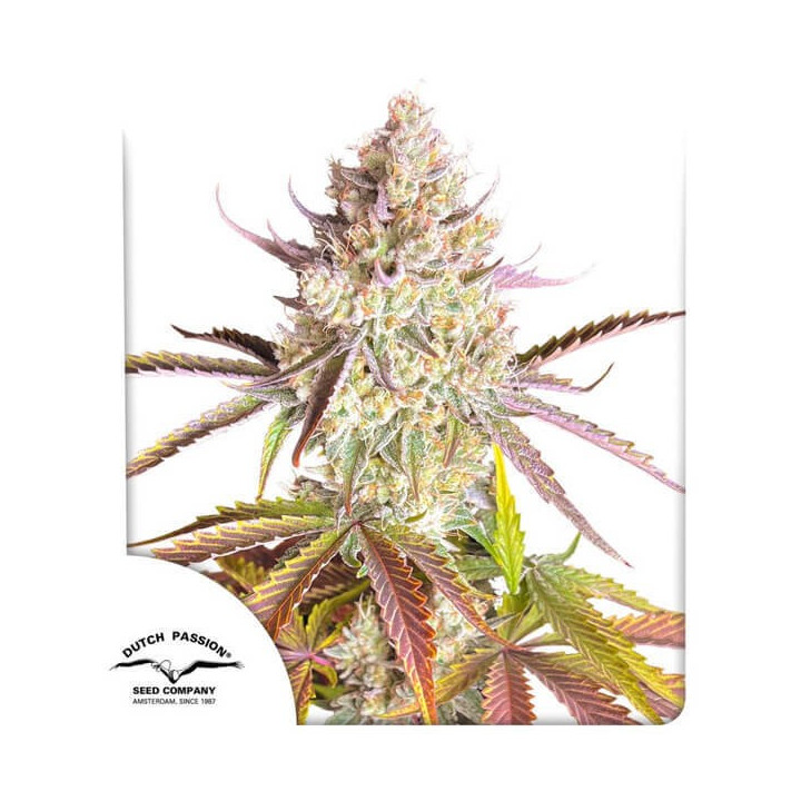Semillas feminizadas de marihuana Fruit Bomb Punch de Dutch Passion