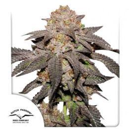 Semillas feminizadas de marihuana Kingston Punch de Dutch Passion