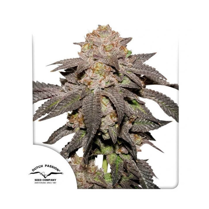 Semillas feminizadas de marihuana Kingston Punch de Dutch Passion