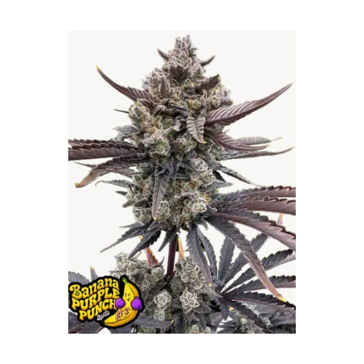 Semillas autoflorecientes de marihuana Banana Purple Punch RF3 Auto de Fast Buds