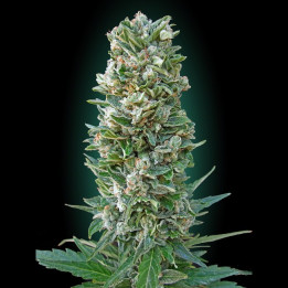 Auto Heavy Bud (Advanced Seeds)