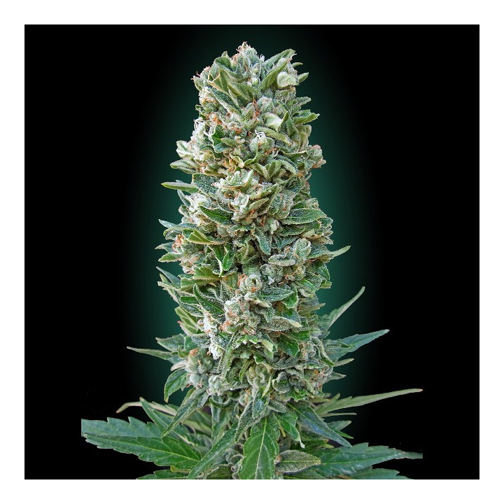 Auto Heavy Bud (Advanced Seeds)