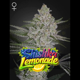 Semillas feminizadas de marihuana Shiska Lemonade  de Green House