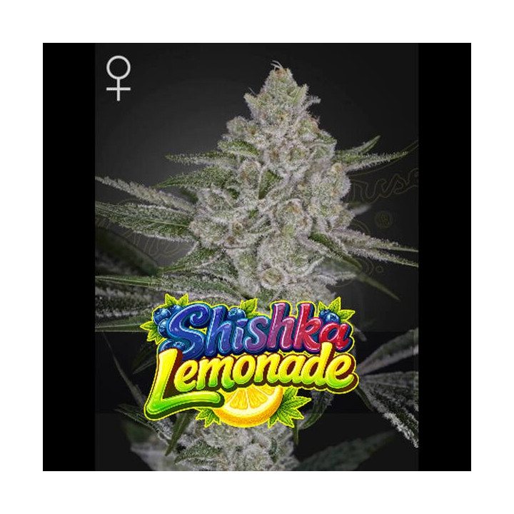 Semillas feminizadas de marihuana Shiska Lemonade  de Green House