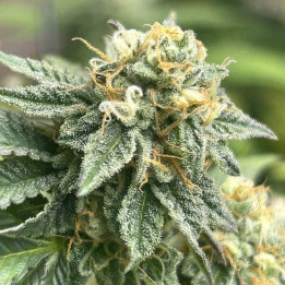Semillas autoflorecientes de marihuana Banana Desert Auto de R-Kiem Seeds