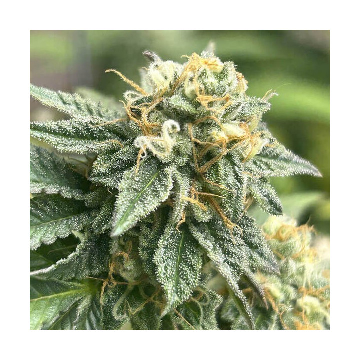 Semillas autoflorecientes de marihuana Banana Desert Auto de R-Kiem Seeds