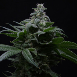 Semillas autoflorecientes de marihuana Hibiscus  Auto de R-Kiem Seeds