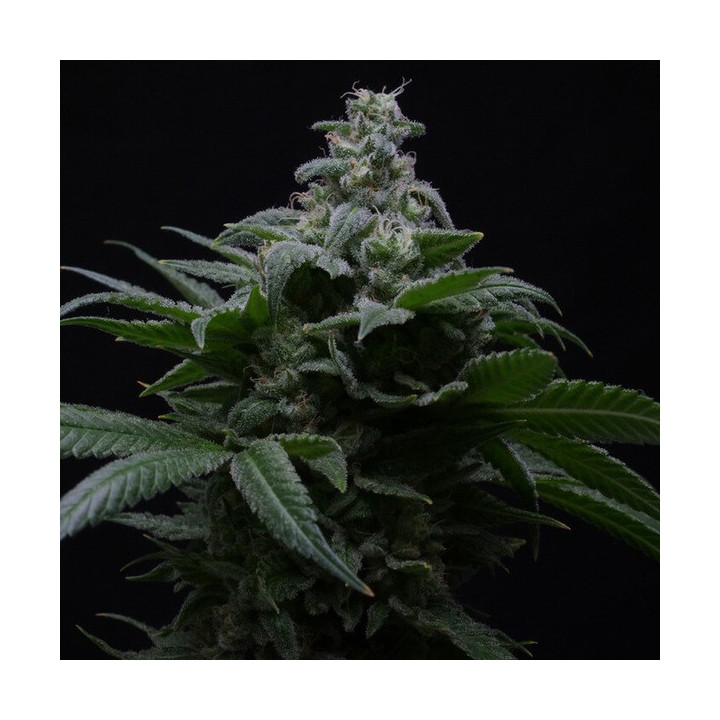 Semillas autoflorecientes de marihuana Hibiscus  Auto de R-Kiem Seeds