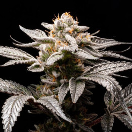 Semillas autoflorecientes de marihuana Suguz Auto de R-Kiem Seeds