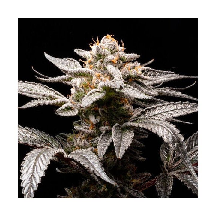 Semillas autoflorecientes de marihuana Suguz Auto de R-Kiem Seeds