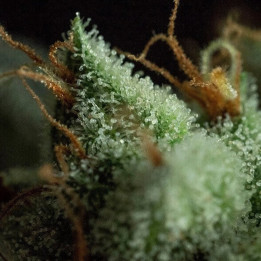 Semillas feminizadas de marihuana G.O.S de R-Kiem Seeds