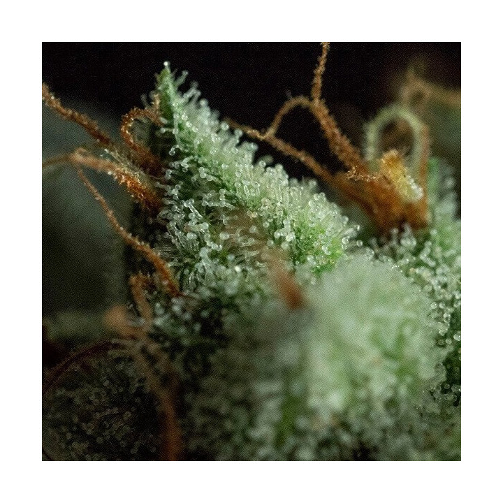 Semillas feminizadas de marihuana G.O.S de R-Kiem Seeds