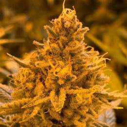 Semillas feminizadas de marihuana Hibiscus de R-Kiem Seeds