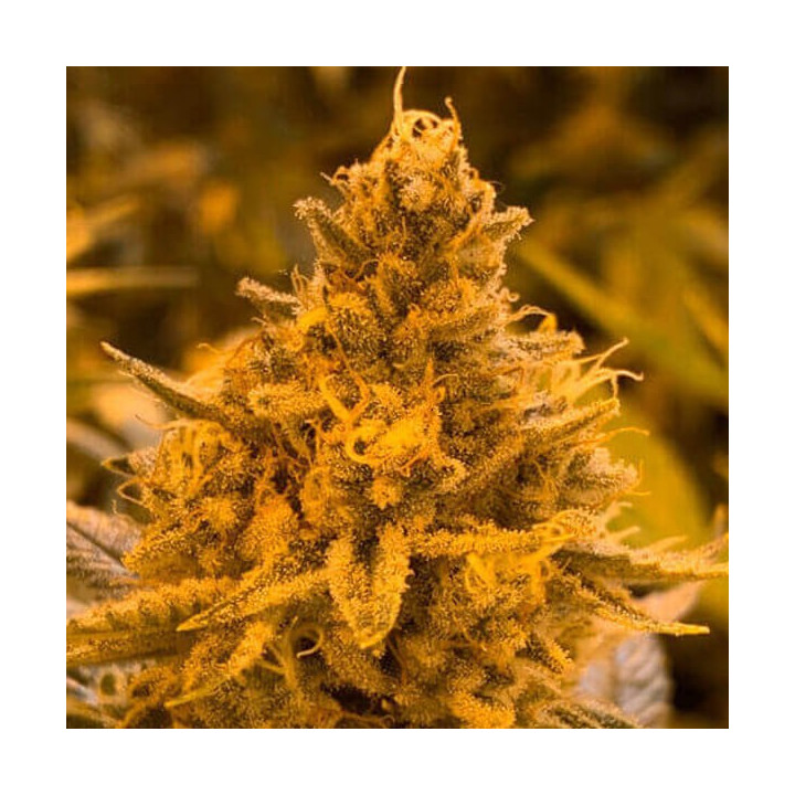 Semillas feminizadas de marihuana Hibiscus de R-Kiem Seeds
