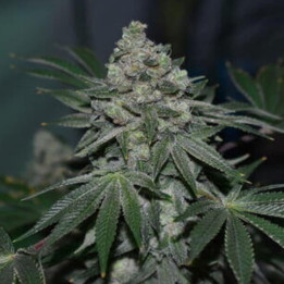 Semillas feminizadas de marihuana Klementine de R-Kiem Seeds