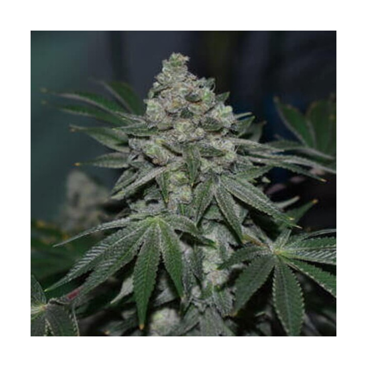 Semillas feminizadas de marihuana Klementine de R-Kiem Seeds