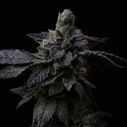 Semillas feminizadas de marihuana Suguz de R-Kiem Seeds