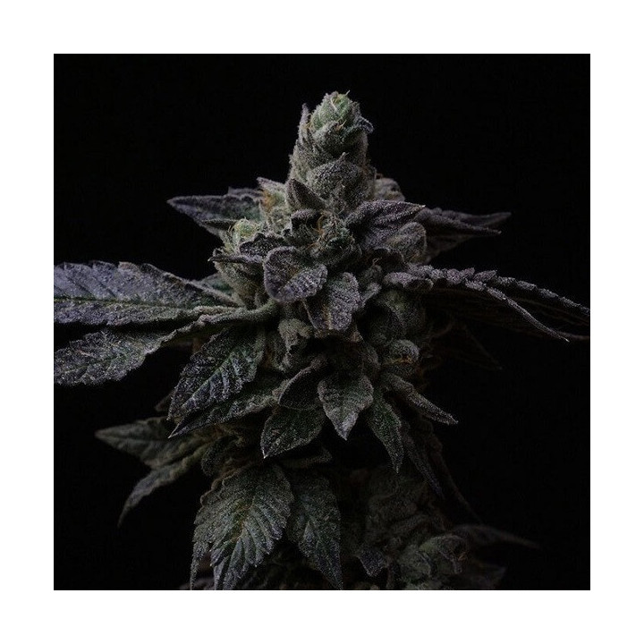 Semillas feminizadas de marihuana Suguz de R-Kiem Seeds