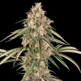 Semillas feminizadas de marihuana Garlic Gas de Sensi Seeds
