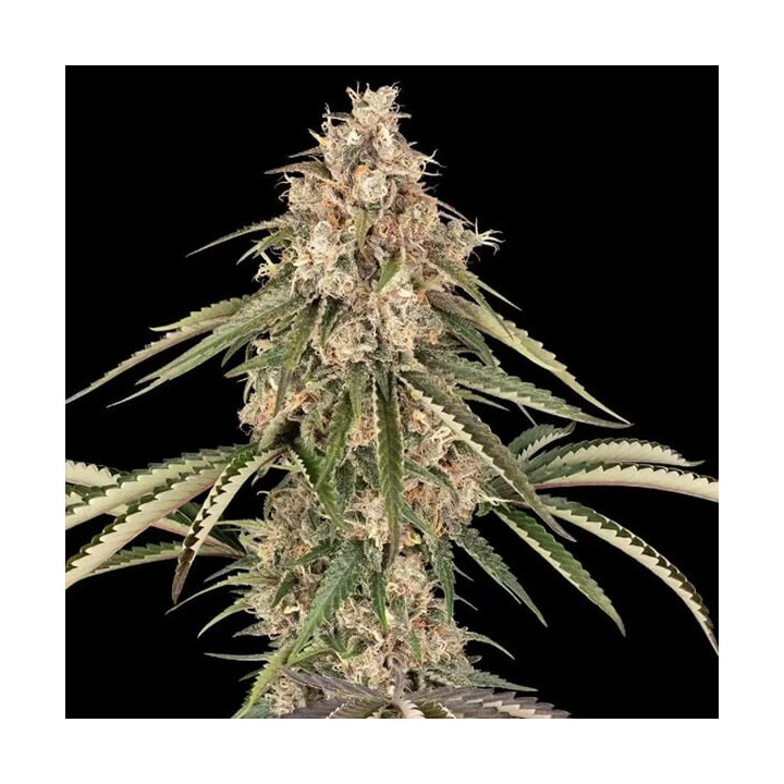 Semillas feminizadas de marihuana Garlic Gas de Sensi Seeds