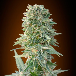 Auto Jack Herer (Advanced Seeds)