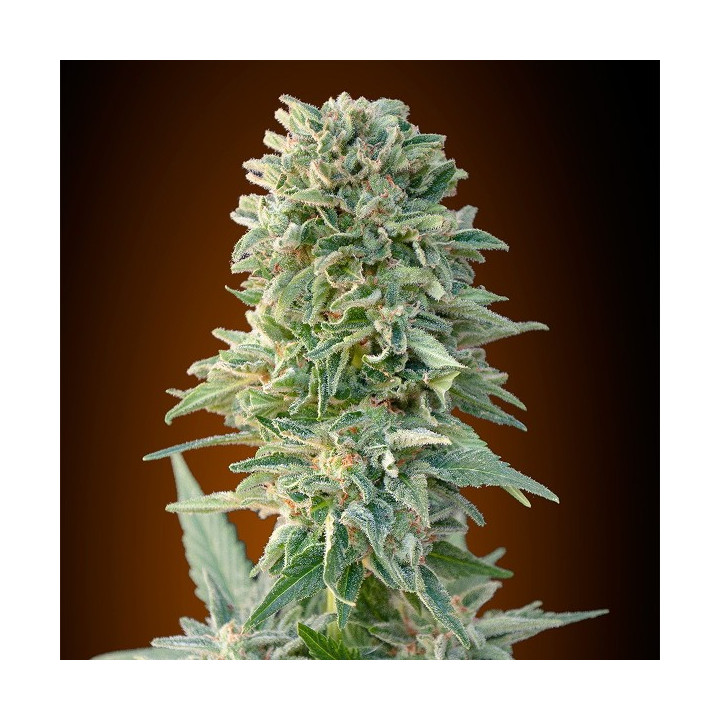Auto Jack Herer (Advanced Seeds)