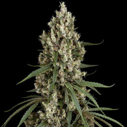 Semillas feminizadas de marihuana High School Reunion de Sensi Seeds