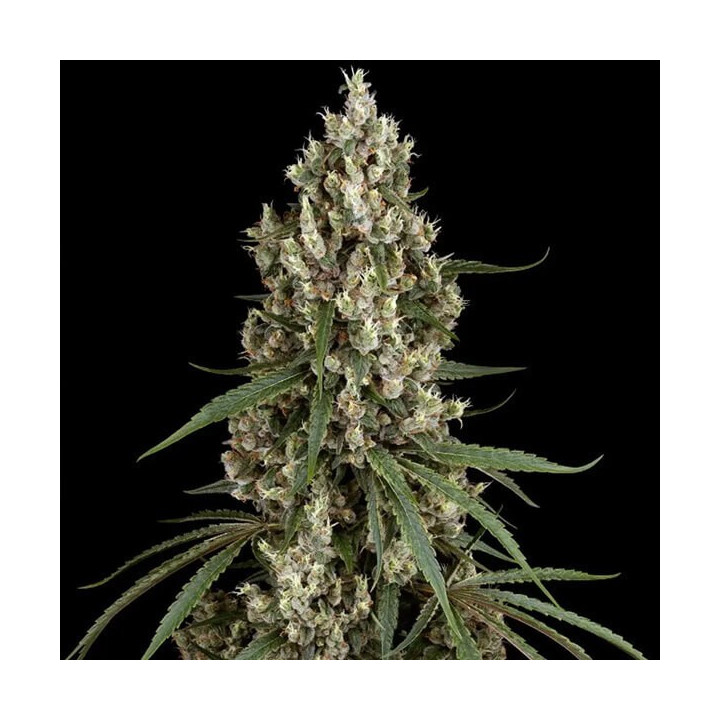 Semillas feminizadas de marihuana High School Reunion de Sensi Seeds
