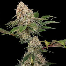 Semillas feminizadas de marihuana Sticky Berry XXL de Sensi Seeds