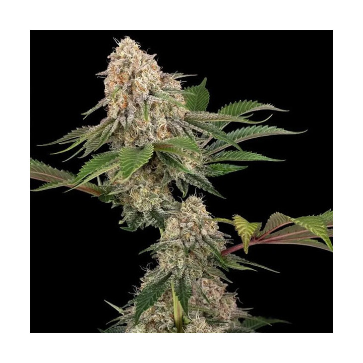 Semillas feminizadas de marihuana Sticky Berry XXL de Sensi Seeds
