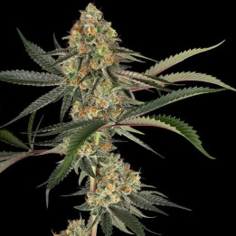 Semillas feminizadas de marihuana Super Lemon Cherry de Sensi Seeds