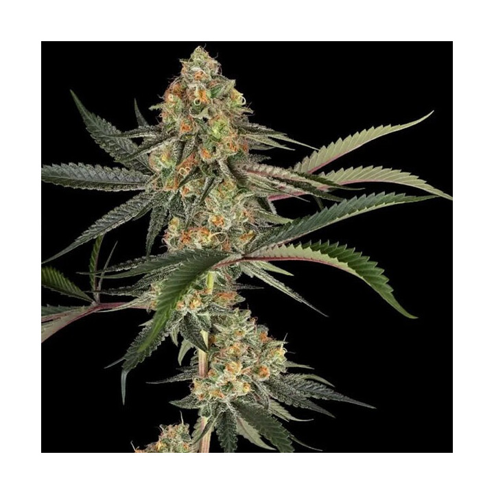 Semillas feminizadas de marihuana Super Lemon Cherry de Sensi Seeds