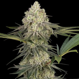 Semillas feminizadas de marihuana Triple Mints XXL de Sensi Seeds