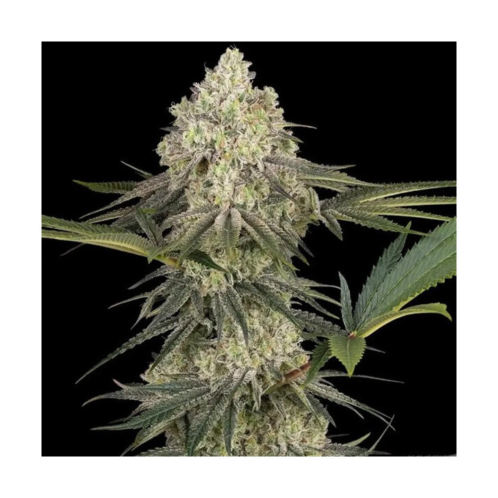 Semillas feminizadas de marihuana Triple Mints XXL de Sensi Seeds