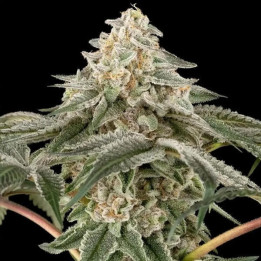 Semillas feminizadas de marihuana Black Lily  de Sensi Seeds Research