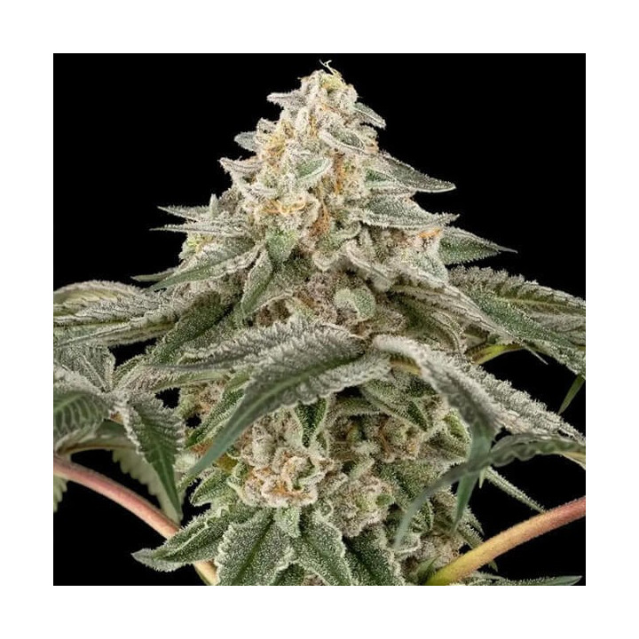 Semillas feminizadas de marihuana Black Lily  de Sensi Seeds Research