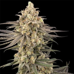 Semillas feminizadas de marihuana Frosted Grapes XXL de Sensi Seeds Research