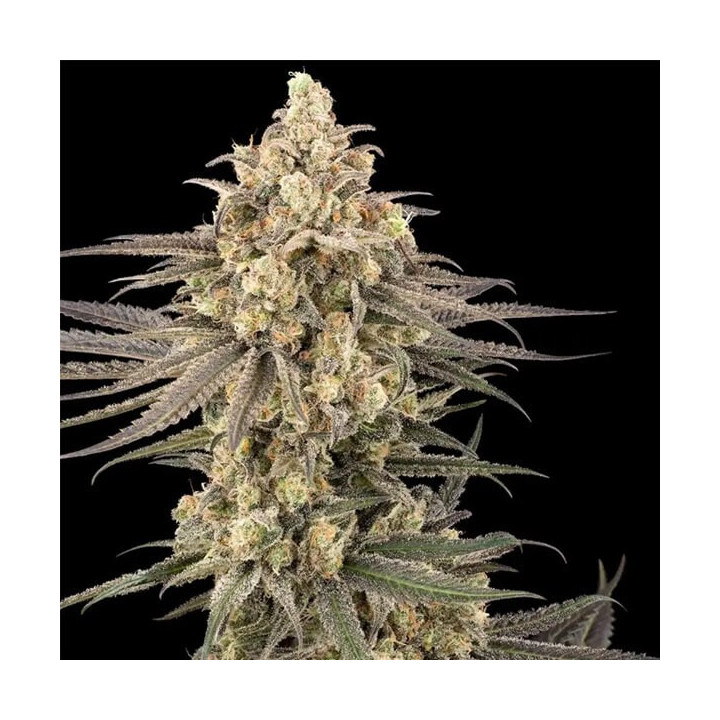 Semillas feminizadas de marihuana Frosted Grapes XXL de Sensi Seeds Research