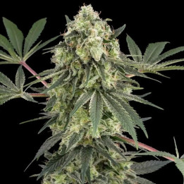 Semillas feminizadas de marihuana Acai Bacio de White Label