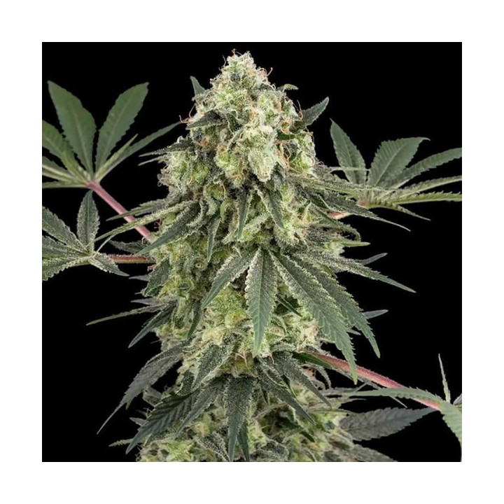 Semillas feminizadas de marihuana Acai Bacio de White Label