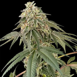 Semillas feminizadas de marihuana Papaya Roll de White Label