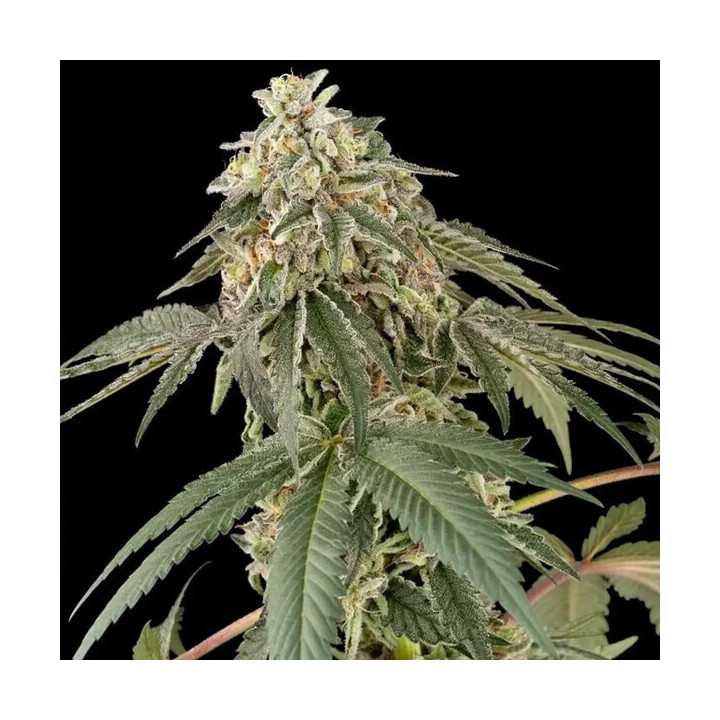 Semillas feminizadas de marihuana Papaya Roll de White Label