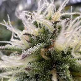 Semillas autoflorecientes de marihuana G.O.S  Auto  de R-Kiem Seeds